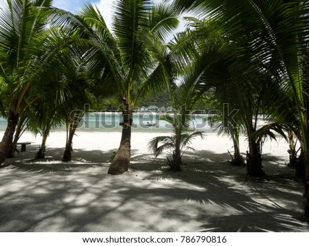 Row of palm trees