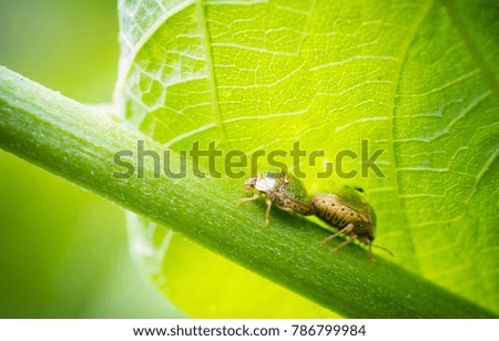 Green insect couple