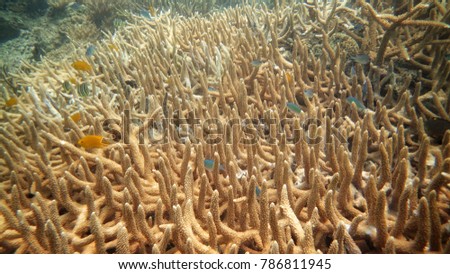 Beautiful coral found at coral reef rea at Tioman island