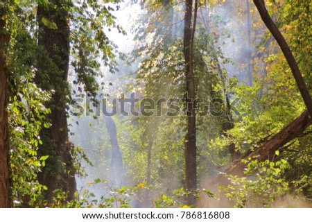 Mist and fog move through a forest, as seen in Saint Louis, Missouri, USA.  The mystical moisture creates a wonderful image as light catches the particles. 