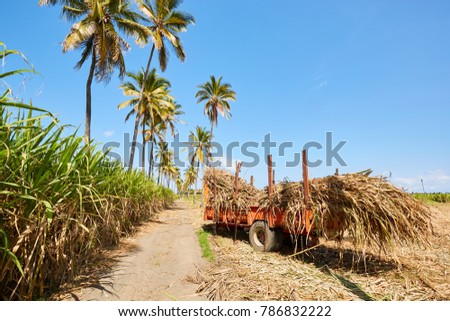 Sugar cane plantation, Saint-louis (Reunion Island) Royalty-Free Stock Photo #786832222
