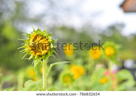 beautiful sunflowers color flower in Thailand asia. the seed-bearing part of a plant.