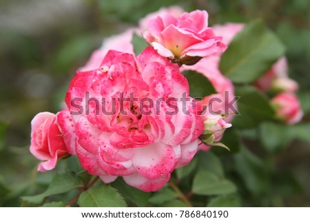 Pink Roses, multiple blooms