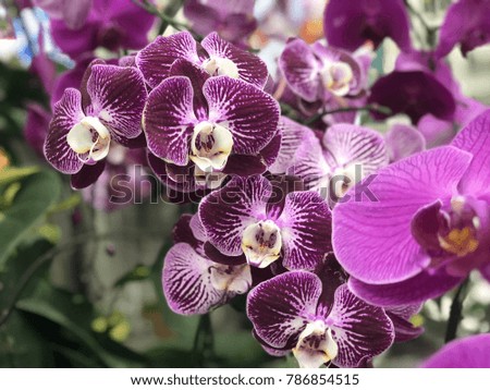 Flowers Background: Thai Orchid
