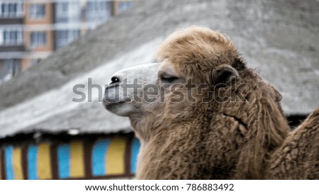 the head of a camel