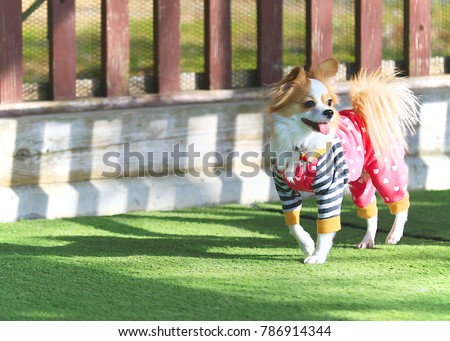 Long-coat cute smiling blonde hair wearing clothes Chihuahua dog, walking on grass field in a sunny day 1
