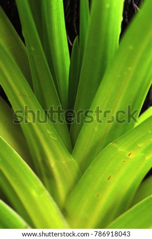 Leaf green background texture