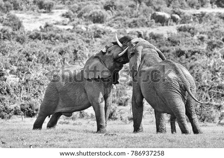 Two male African elephants fighting in the Eastern Cape Province of South Africa. 