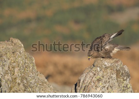 Common Buzzard on the mountain rocks