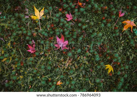 Scattered colorful autumn maple leaves on the ground. Japan.