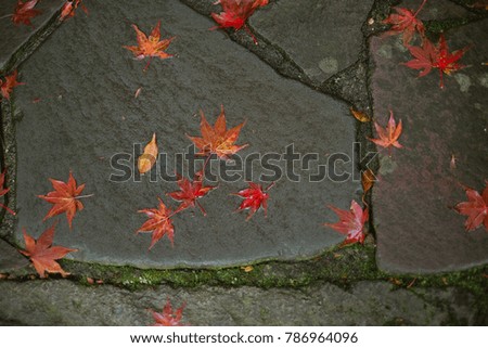Scattered colorful autumn maple leaves on the ground. Japan.