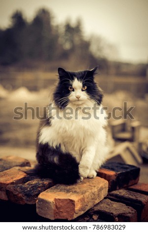Portrait of beautiful black and white rural cat.