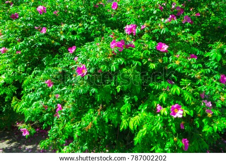 Rose hip bush strewn with pink flowers.