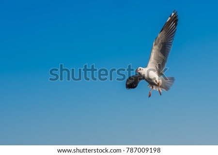 Seagulls fly in the sky, Soft Focus