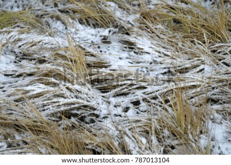Yellow grass covered with white snow. Winter holiday background