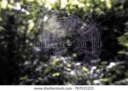Spider Web Close Up 