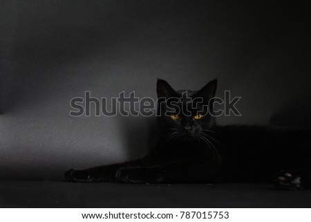 Fierce black cat lying down (black background)