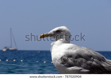 Seagull portrait with sailing ship on the sea