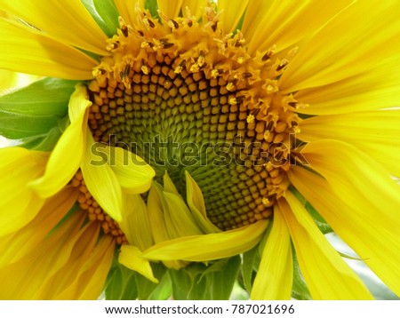 Sunflower in bloom close up detail