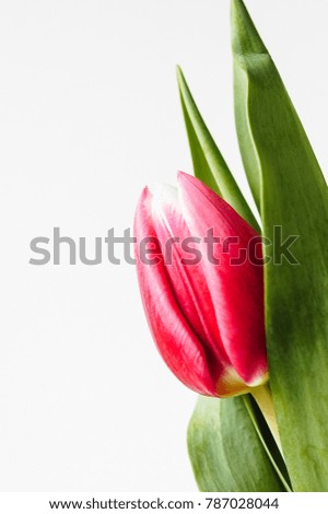 Close up macro shot with selective focus of freshly cut red and pink tulip blossom with green stem and leaves isolated on white background