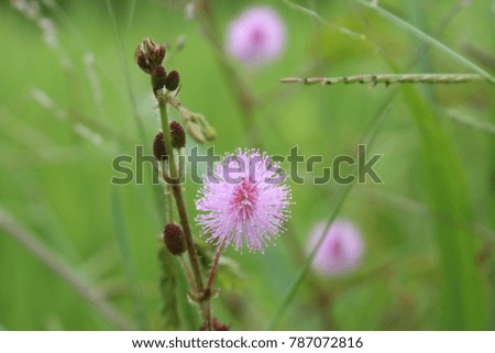 One of the flowers found in the countryside.