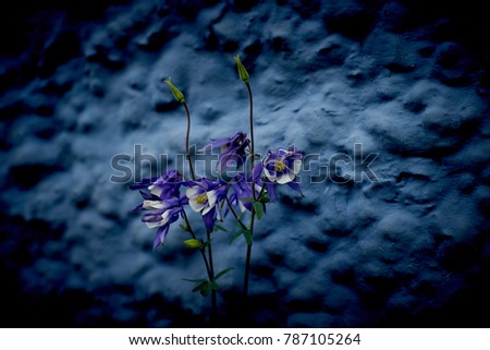 Wild Colorado Blue Columbine in front of a wall