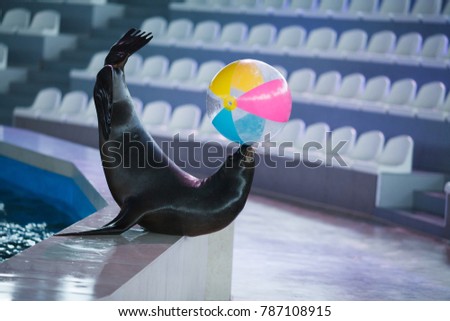 animal sea lion playing with a ball Royalty-Free Stock Photo #787108915