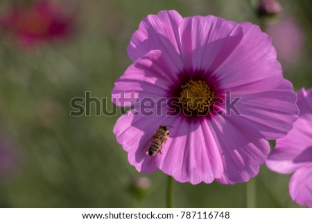 Pink Cosmos with Bee in the garden.