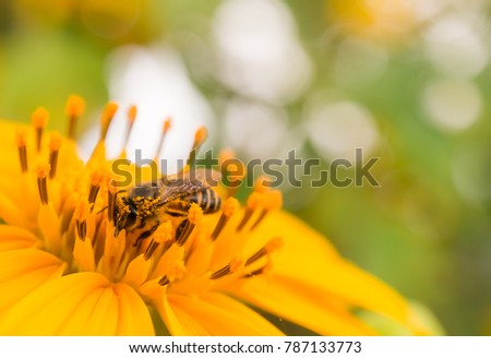 Close up yellow flowe with little bee, Natural flower  plants landscape using as a background or wallpaper.