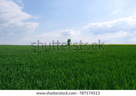 Altkirchen / Germany: View over an early green wheat field at the end of May