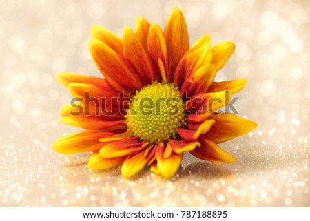 chrysanthemum flower with bokeh background