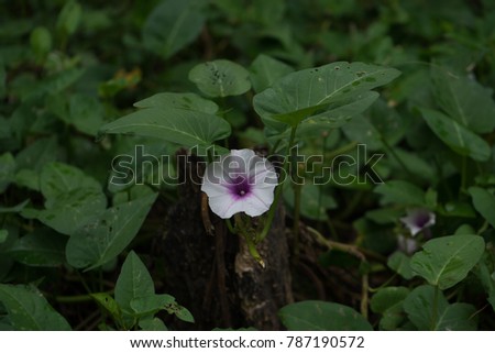  Ipomoea aquatica Forsk Swamp cabbge General characteristics. The herb has a tendency to spread to the floor or surface. Flowers used as cure eczema, fresh earwigs, toxins, burns, burns ...