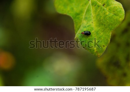 Insects on the Leaves