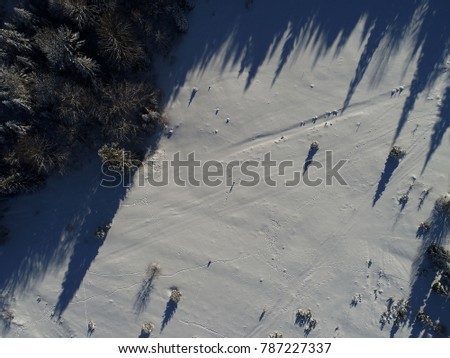 Winter forest trees sunny weather top view. Aerial flight above snow cover wild woods with sun light shining beams,  bird eye perspective