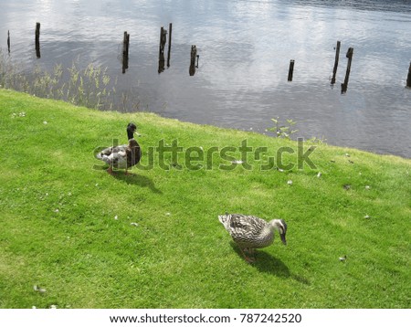 Wild ducks searching for food on a patch of green grass on the shore of Loch Ness in Scotland, UK