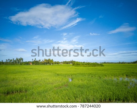 Blue sky Green leaf rice field in Malaysia Royalty-Free Stock Photo #787244020