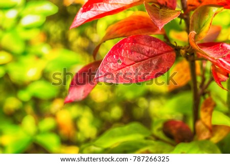 Macro photo of plant leaves close-up with details on a green background