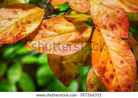 Macro photo of plant leaves close-up with details on a green background