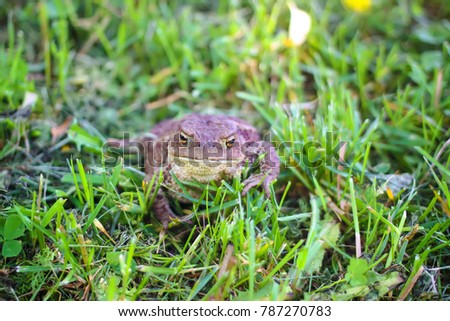 European brown toad on green summer grass in wild nature