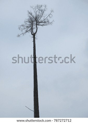 Alone forked spruce tree in the mountains, Beskydy region, Moravia, Czech Republic
