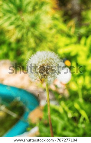 Macro photo of a dandelion head with seeds close-up on a green background