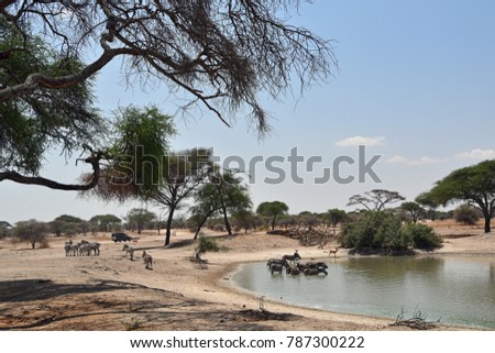 Zebra is feeding near the lake in African savannah