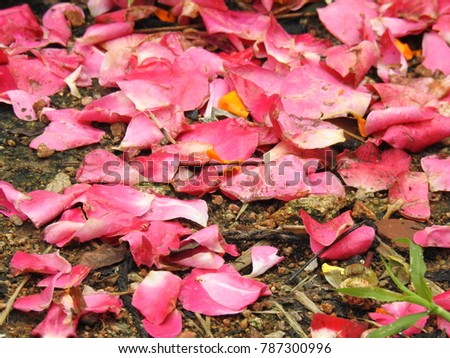 Rose petals on dirty floor