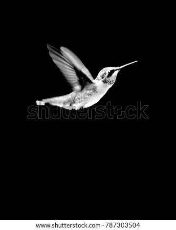 Hummingbird Frozen in Flight on Black Background