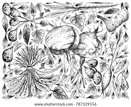 Root and Tuberous Vegetables, Illustration Background of Hand Drawn Sketch of Ulluco, Skirret, Scorzonera, Jicama, Galangal and Earthnut Pea Plants Isolated on White Background.