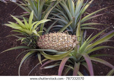Pineapple Grows on Plantation in Hawaii