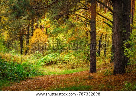 Autumn forest landscape. Colorful wild nature. Yellow foliage falling on ground. Fall in forest