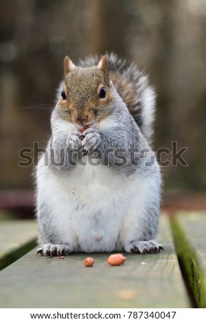 Portrait of a grey squirrel standing on a picnic table while eating a nut