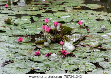 Water Lily flowers blooming on season. Picture take at near by Yen Streams, Perfume pagoda, My duc district, Ha tay province, Ha Noi