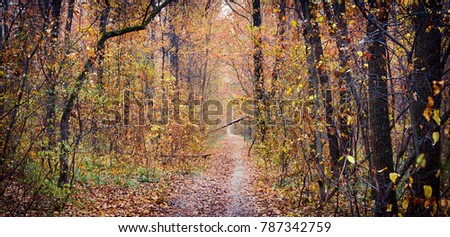 Pathway through the autumn forest. Panoramic picture